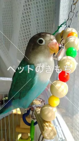 迷子鳥の画像