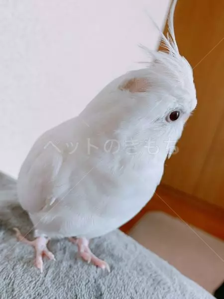 迷子鳥の画像