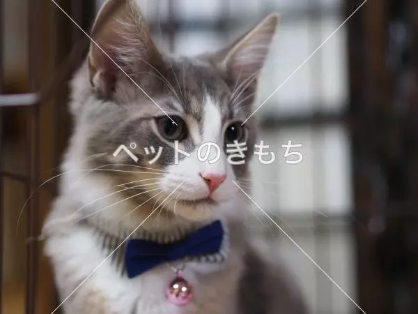 コメント投稿の画像