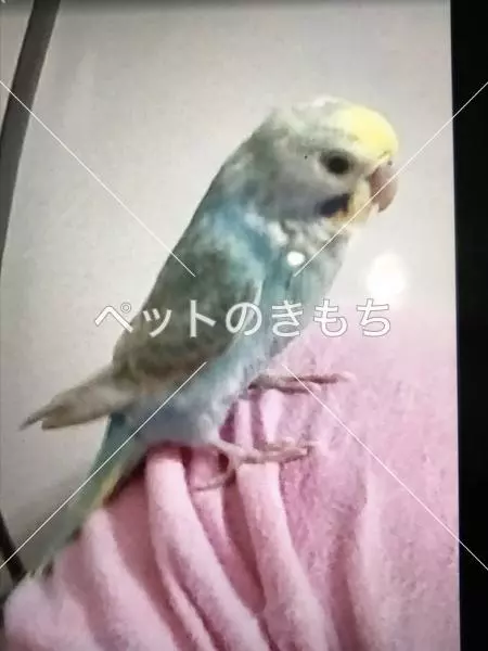迷子鳥の画像