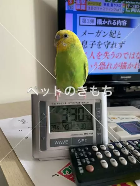 迷子鳥の画像