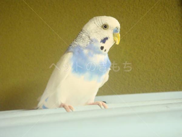 迷子鳥の画像