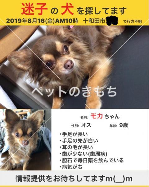 迷い犬の写真