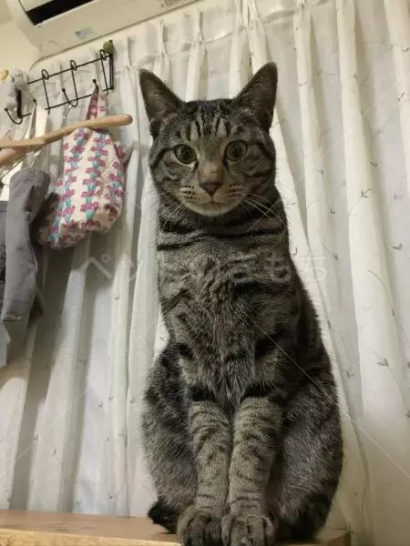 迷子猫の画像