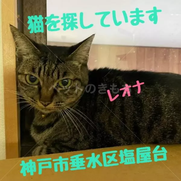 迷子猫の画像