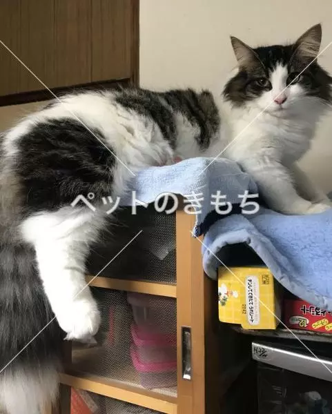 迷子猫の画像