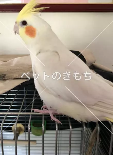 迷子鳥の画像