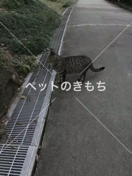 コメント投稿の画像