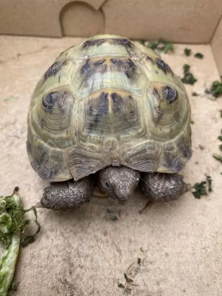 保護ペットの画像