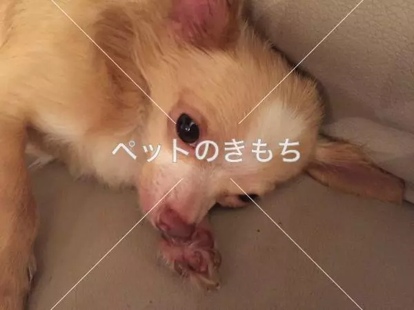 迷子犬の画像