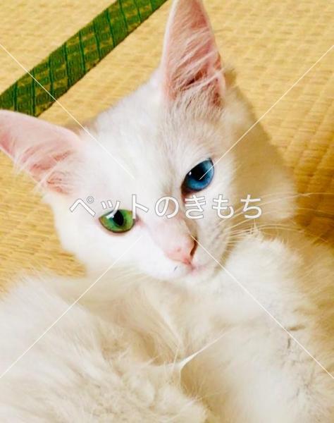 迷い猫の写真