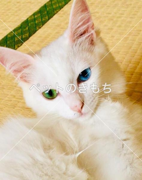 迷子猫の画像