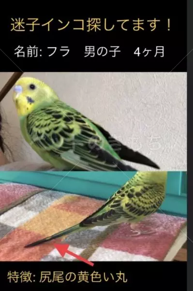 迷子鳥の画像