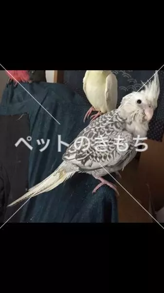 迷子鳥の画像
