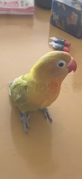 迷子鳥の画像