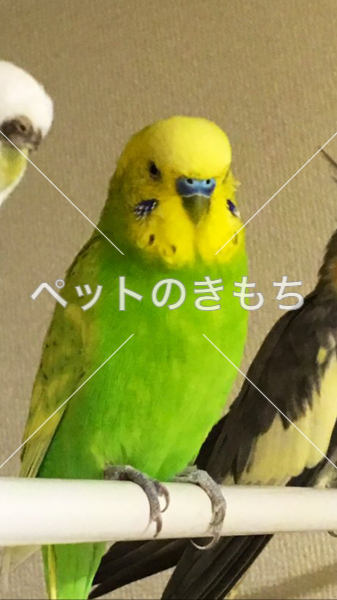 迷子鳥の画像