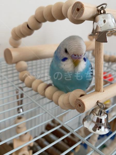 迷子鳥の画像