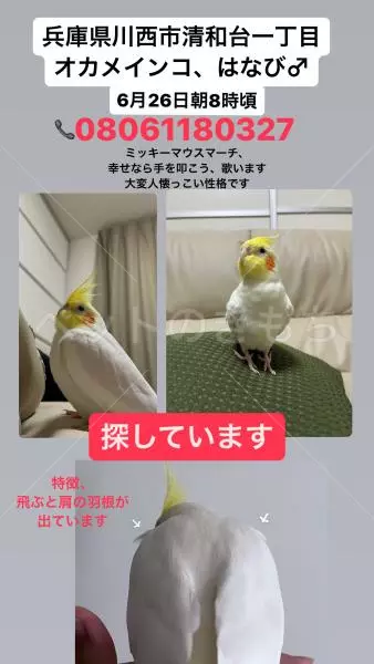 迷子鳥の画像