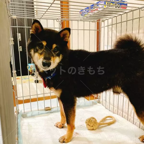 迷子犬の画像