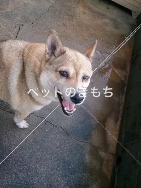 迷子犬の画像