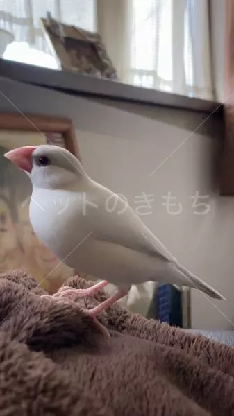 迷子鳥の画像