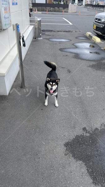 迷子犬の画像