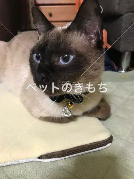 コメント投稿の画像