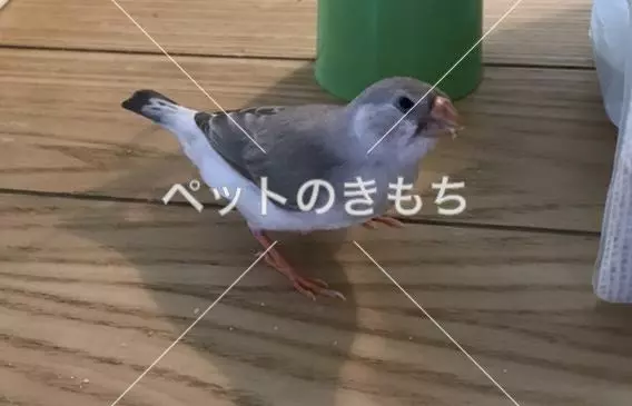 迷子鳥の画像