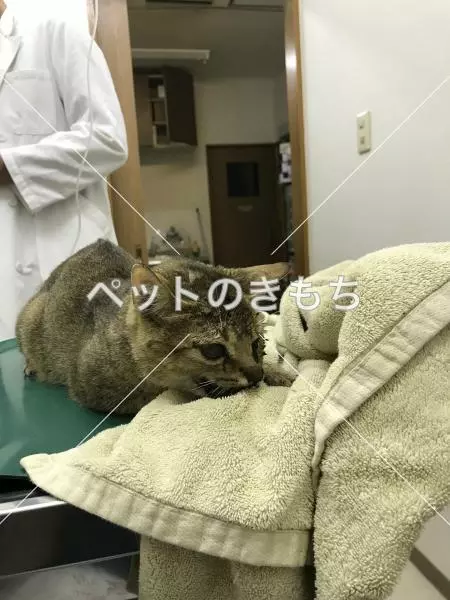 保護猫の画像