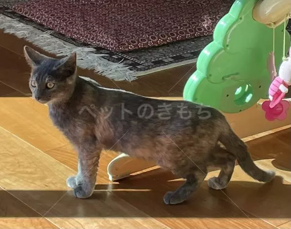 迷子猫の画像
