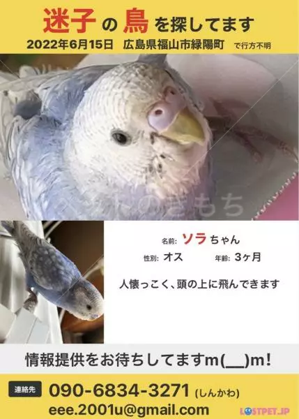 迷子鳥の画像