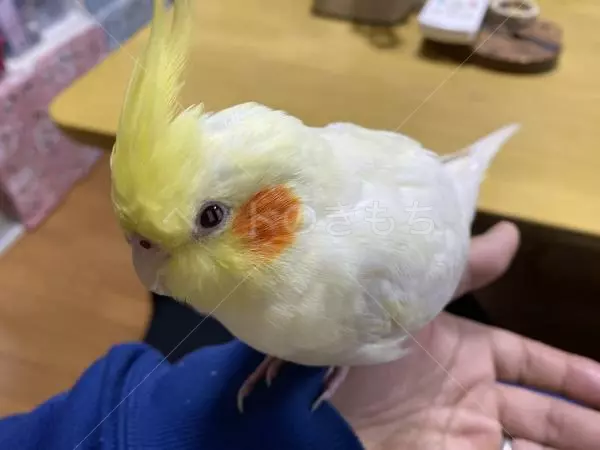 迷子鳥の画像