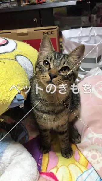 迷子猫の画像