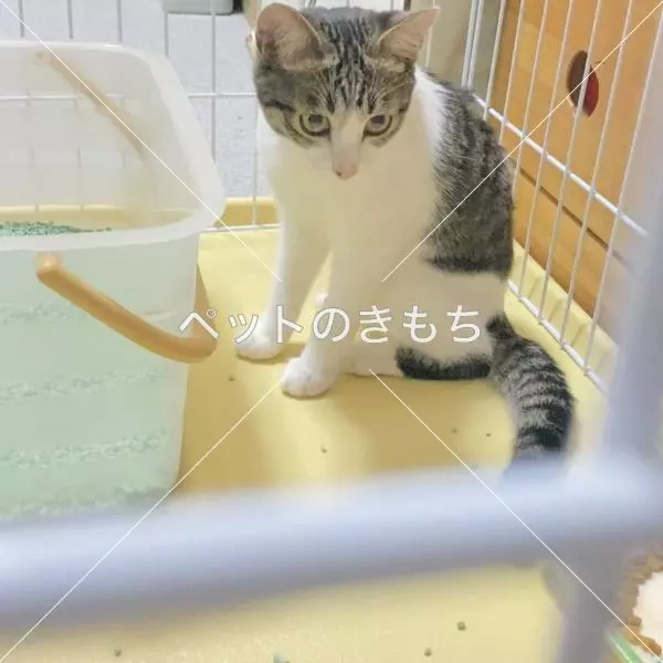 保護猫の画像