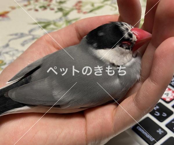 保護鳥の画像