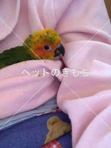 迷子鳥の画像