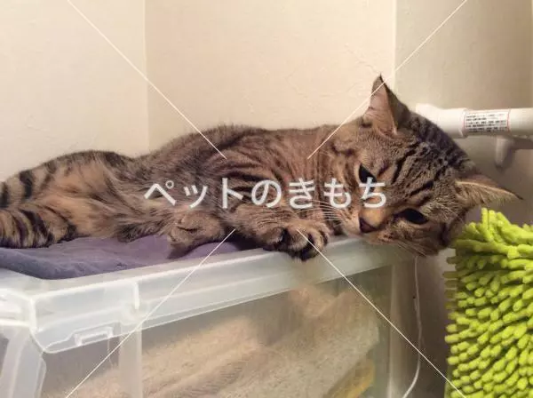 迷子猫の画像