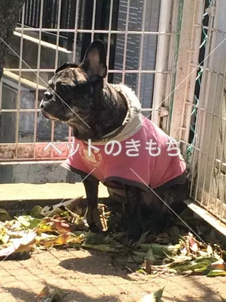 保護犬の画像