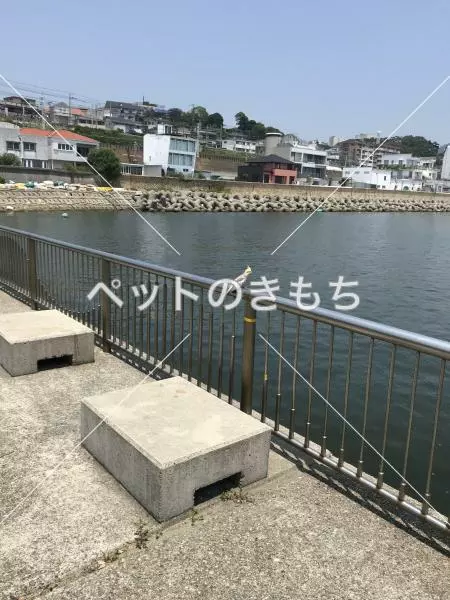 コメント投稿の画像