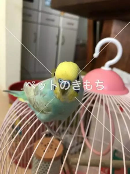 迷子鳥の画像