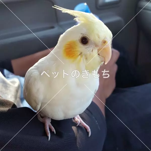 迷子鳥の画像