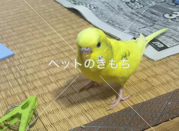 迷子鳥の画像