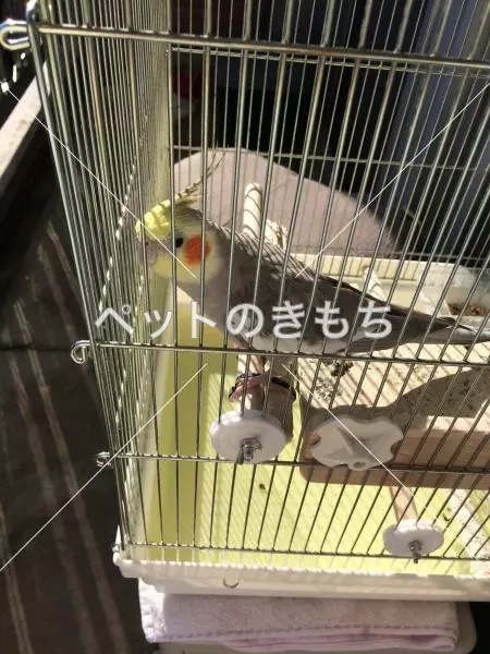 迷子鳥の画像