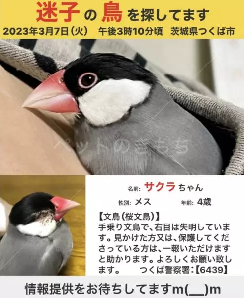 迷子鳥の画像