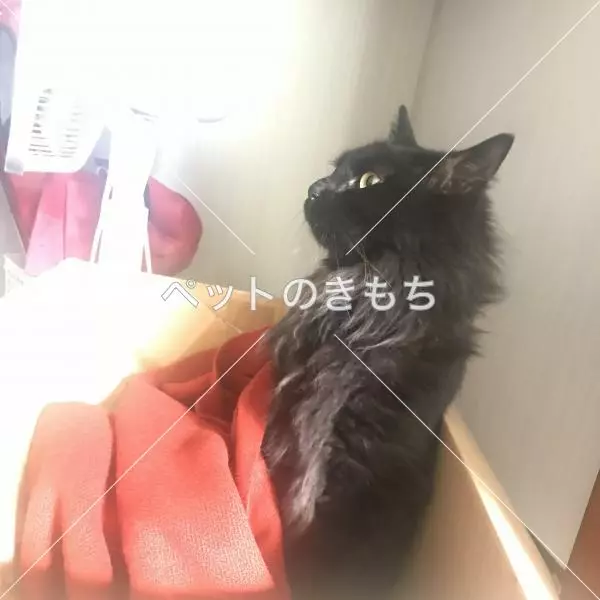 コメント投稿の画像