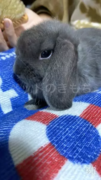 迷子ペットの画像