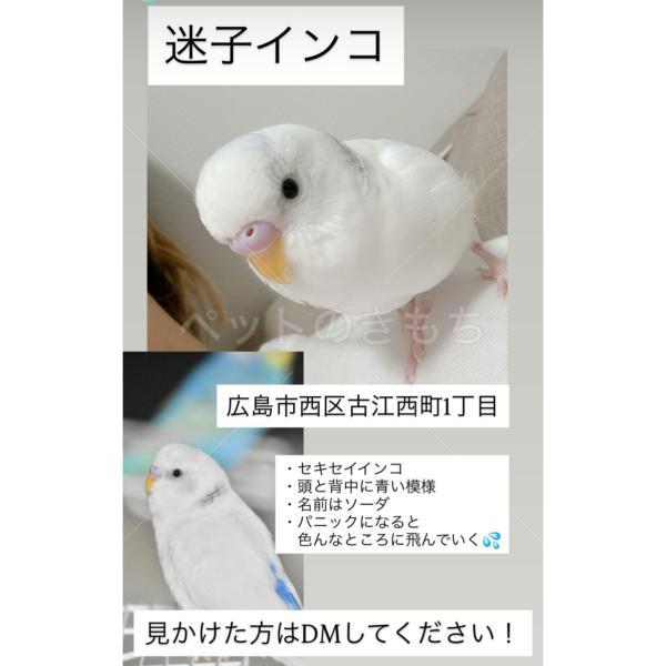 迷子鳥の画像