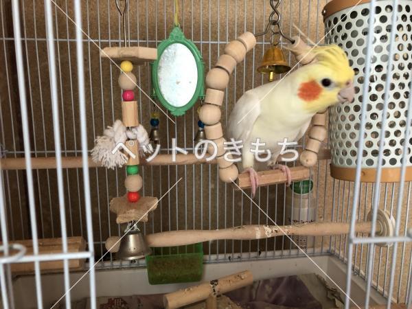 迷い鳥の写真