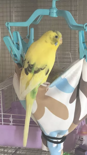 コメントの画像