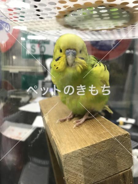 保護鳥の画像